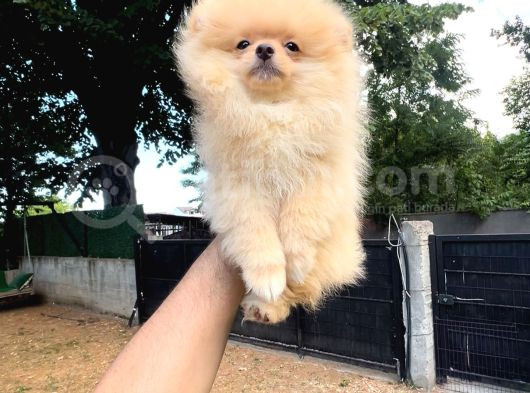 Teacup Gülen Surat Pomeranian Boo Yavrularımız görsel