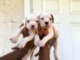 Güç Sevenlere Son Iki American Bulldog Yavrularımız