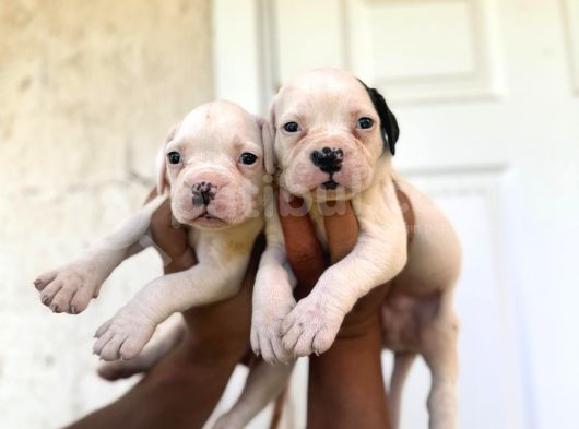 Güç Sevenlere Son Iki American Bulldog Yavrularımız görsel