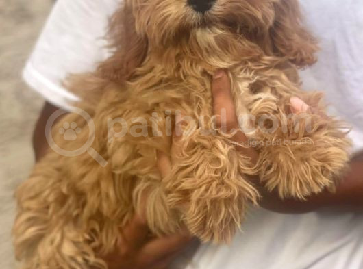 Acil 4 Aylık Maltipoo