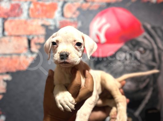Güç Sevenlere Son Iki American Bulldog Yavrularımız