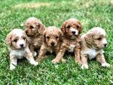 Orjinal poodle yavrularımız sözleşmeli teslim