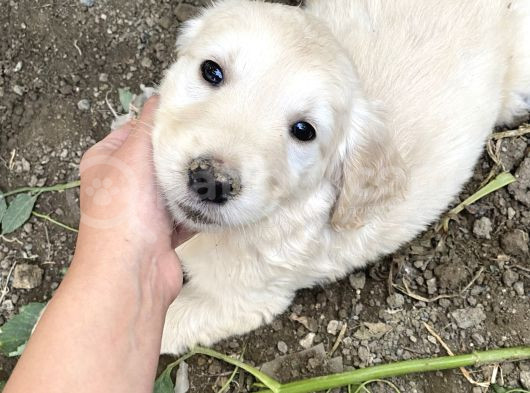 Uygun Fyatlı Baby Face Golden Yavrularımız Son Adetler görsel
