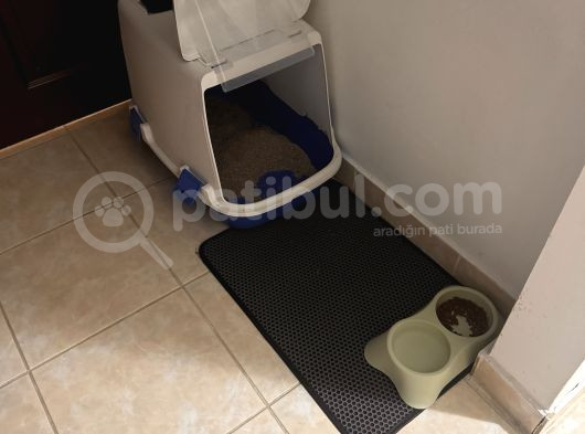 Bebek Golden British Kedi görsel