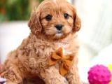 Maltipo cinsi yavrular kahve tonlu mini boy puppy 