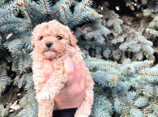 Cep Boy Toy Poodle Yavrularım görsel