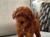 Pet Eğitimli Aşılı Toy Poodle Safkan Yavrum