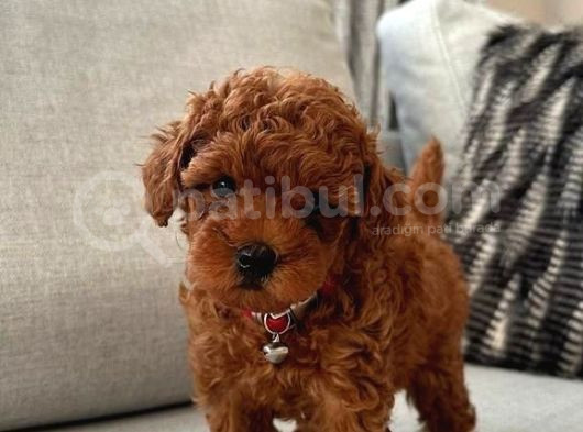 Pet Eğitimli Aşılı Toy Poodle Safkan Yavrum görsel