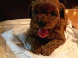Pet Eğitimli Aşılı Toy Poodle Safkan Yavrum