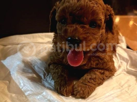Pet Eğitimli Aşılı Toy Poodle Safkan Yavrum görsel