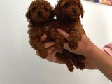 Safkan Teacup Toy Poodle Miniğim