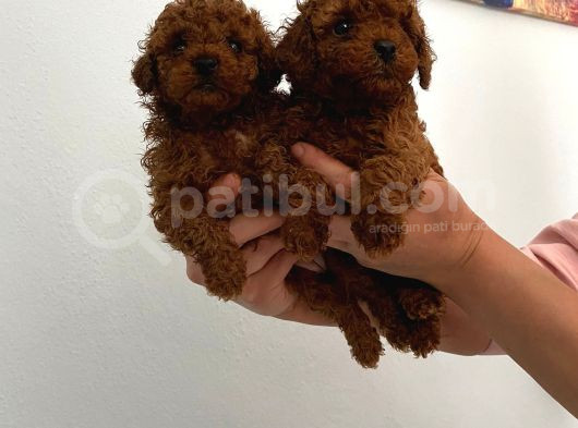 Safkan Teacup Toy Poodle Miniğim görsel