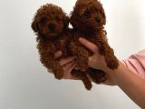 Safkan Teacup Toy Poodle Miniğim