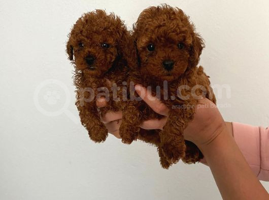 Safkan Teacup Toy Poodle Miniğim görsel
