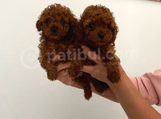 Safkan Teacup Toy Poodle Miniğim
