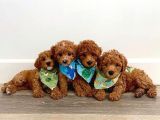 Safkan Gülen Yüz Poodle Bebekler