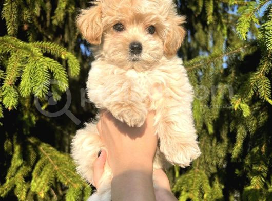 Safkan Gülen Yüz Poodle Bebekler görsel