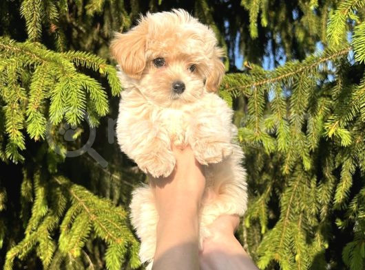 Safkan Gülen Yüz Poodle Bebekler görsel
