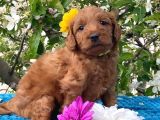 Harika Poodle Yavrularım