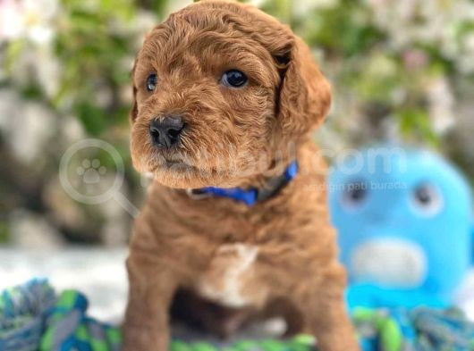 Harika Poodle Yavrularım görsel