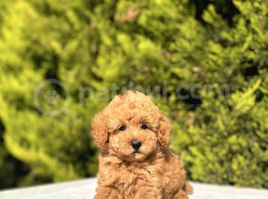 Toy Poodle Yavrularım Sözleşmeli