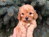 Cep Boy Toy Poodle Yavrularım