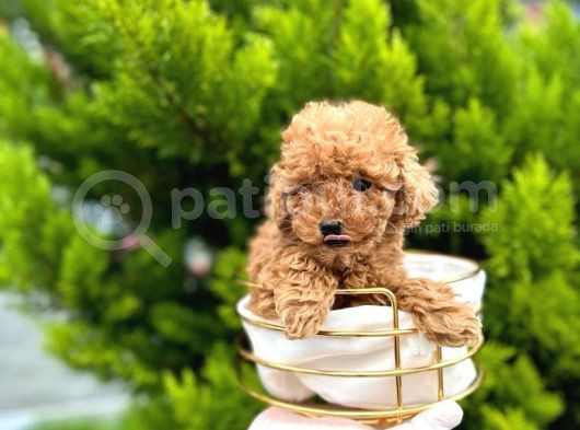 Toy Poodle Yavrularım Sözleşmeli görsel