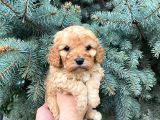 Cep Boy Toy Poodle Yavrularım