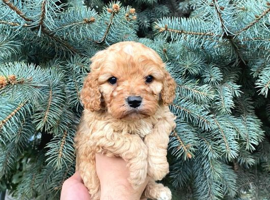 Cep Boy Toy Poodle Yavrularım görsel