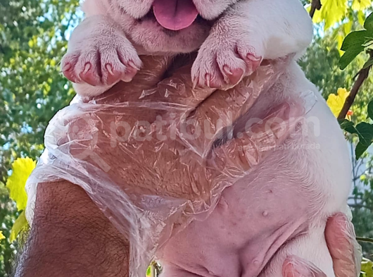 Üst Düzey İngi̇li̇z Buldog Yavrular görsel