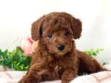 Mini Boy Puppy Kıpkırmızı Red Tooy Poodle 