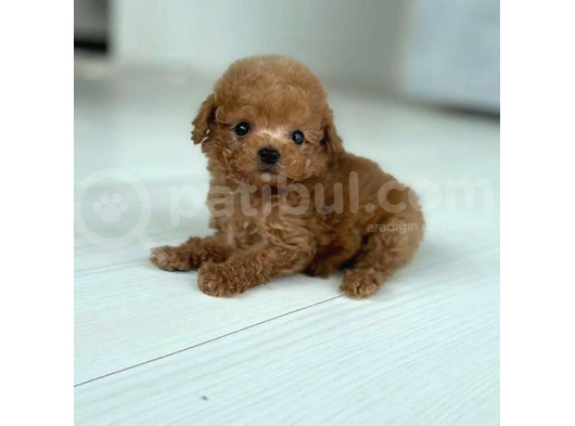 Kıpkırmızı Red Tooy Poodle Sevimli Yavrular 