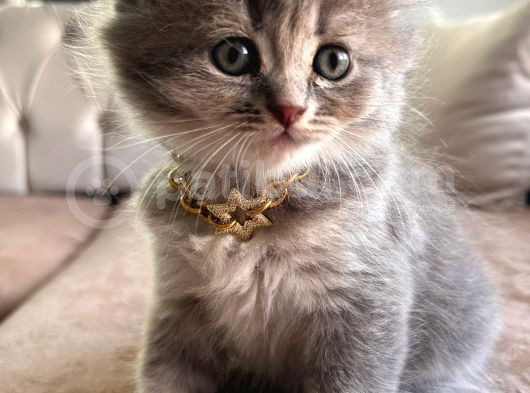Yakışıklı Scottish Fold