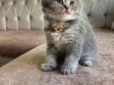 Yakışıklı Scottish Fold