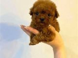 Kıpkırmızı Red Tooy Poodle Sevimli Yavrular 