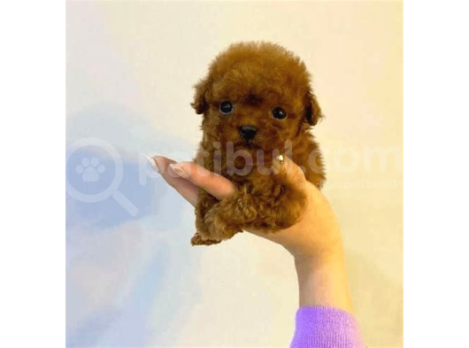 Kıpkırmızı Red Tooy Poodle Sevimli Yavrular  görsel