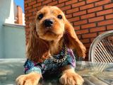 Bebek yüzlü cocker yavrular