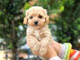 Muhteşem Kilo garantili poodle yavrularım 