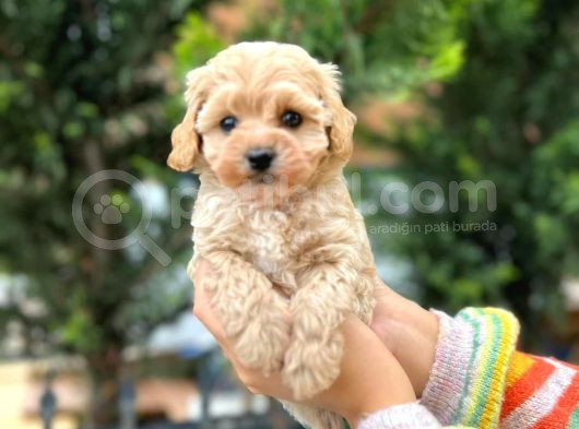 Muhteşem Kilo Garantili Poodle Yavrularım 