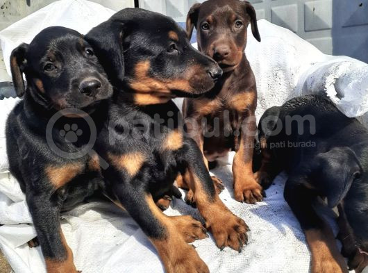 Şampiyon Soyda Doberman Yavrular görsel