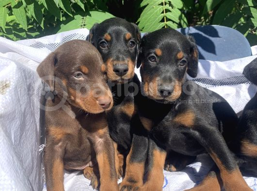 Şampiyon Soyda Doberman Yavrular görsel