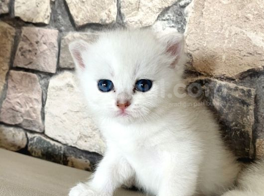Golden Ve Si̇lver Bri̇ti̇sh Yavrularimiz görsel