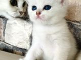 Golden Ve Si̇lver Bri̇ti̇sh Yavrularimiz