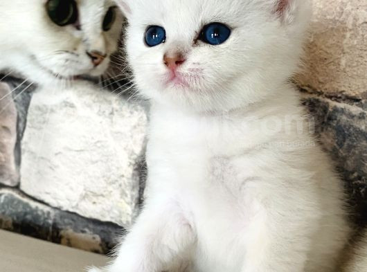Golden Ve Si̇lver Bri̇ti̇sh Yavrularimiz görsel