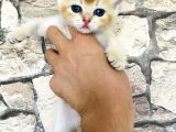 Golden Ve Si̇lver Bri̇ti̇sh Yavrularimiz