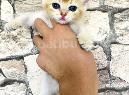 Golden Ve Si̇lver Bri̇ti̇sh Yavrularimiz görsel
