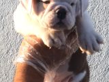 Üst Düzey İngi̇li̇z Buldog Yavrular