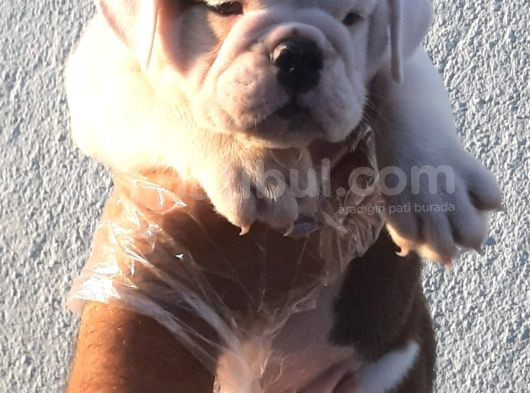 Üst Düzey İngi̇li̇z Buldog Yavrular görsel