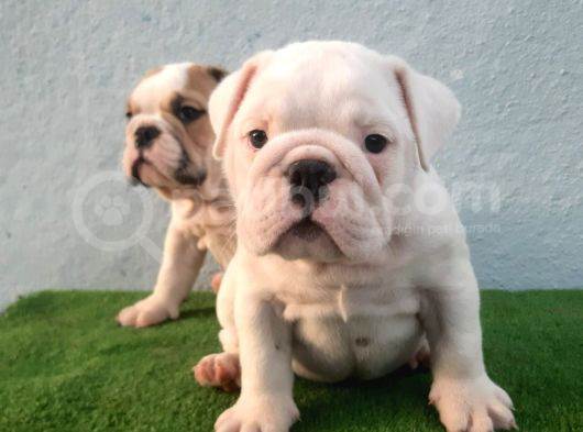 Üst Düzey İngi̇li̇z Buldog Yavrular görsel