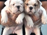 Üst Düzey İngi̇li̇z Buldog Yavrular